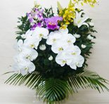 白菊タイプ 供花1基
